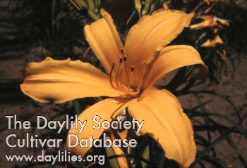 Daylily Golden Gate